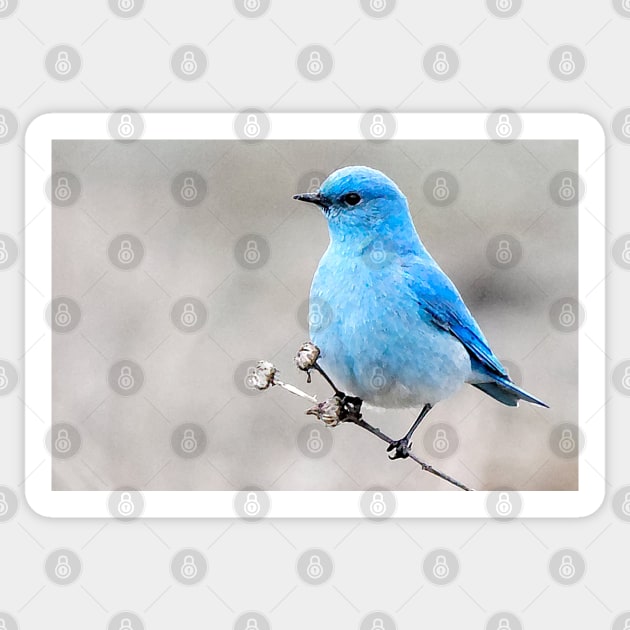 Mountain Bluebird on the Tansy Sticker by walkswithnature